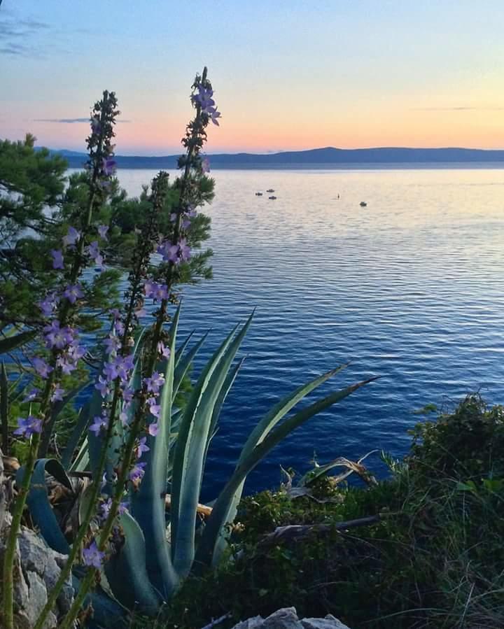 Sea View Ela Apartments Podgora Zewnętrze zdjęcie